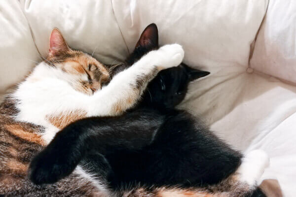 na miękkich poduszkach przytulają się dwa kotki czarny i trikolorka